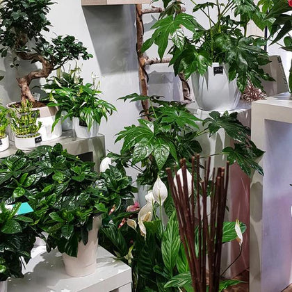 Plantes