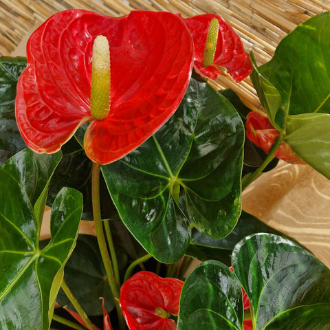anthurium rouge arrosage Anthurium rouge – Myosotis Boutique Fleuriste Puylaurens