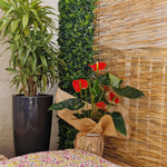 Anthurium rouge
