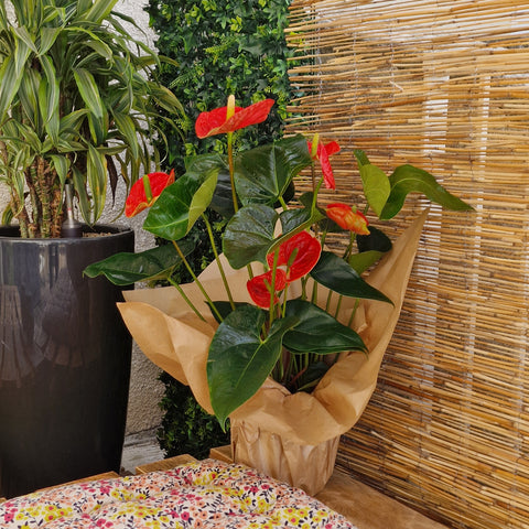 Anthurium rouge