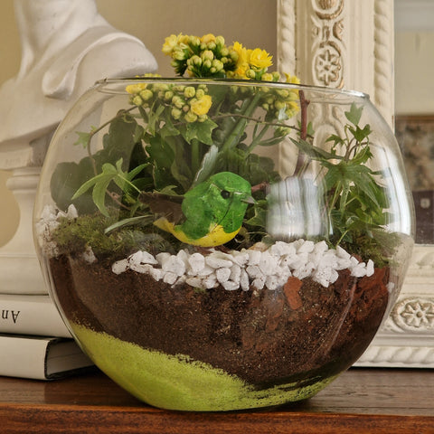 Assemblage de Plantes BdS