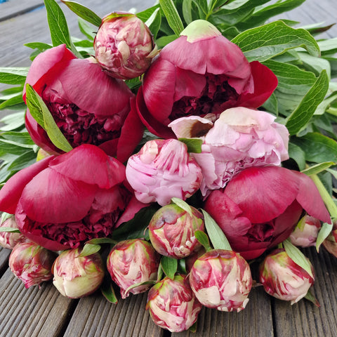 Bouquet de Pivoines FdM