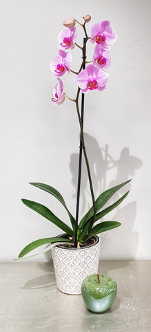 Phalaenopsis 1 branche