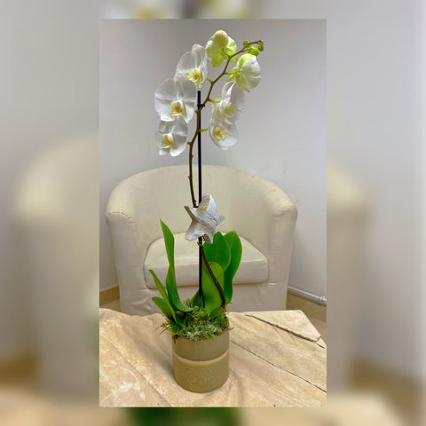 Phalaenopsis Blanc 1 branche